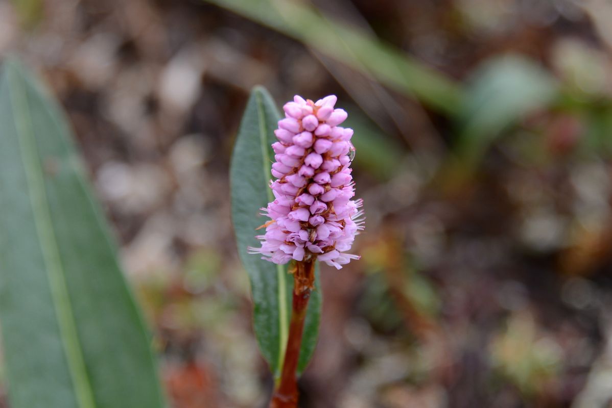 09B Pink Wildflower From Goldensides Trail In Tombstone Park Yukon